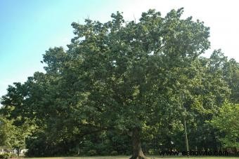 24 variedades de árboles de roble y consejos de cultivo