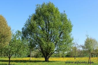 24 variedades de árboles de roble y consejos de cultivo