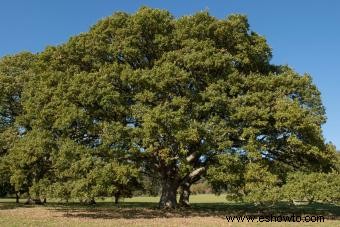 24 variedades de árboles de roble y consejos de cultivo