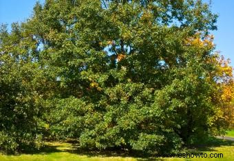 24 variedades de árboles de roble y consejos de cultivo