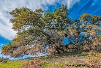 24 variedades de árboles de roble y consejos de cultivo