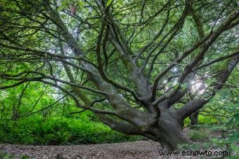 24 variedades de árboles de roble y consejos de cultivo
