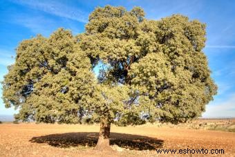 24 variedades de árboles de roble y consejos de cultivo