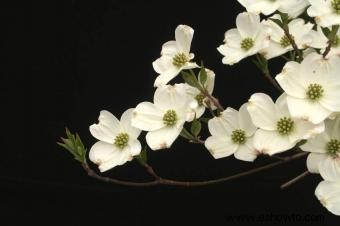 Introducción de un jardinero al Cornus Kousa