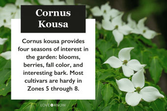 Introducción de un jardinero al Cornus Kousa