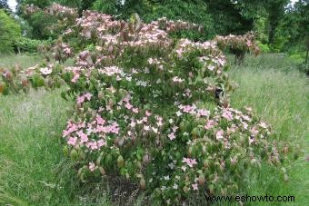 Introducción de un jardinero al Cornus Kousa