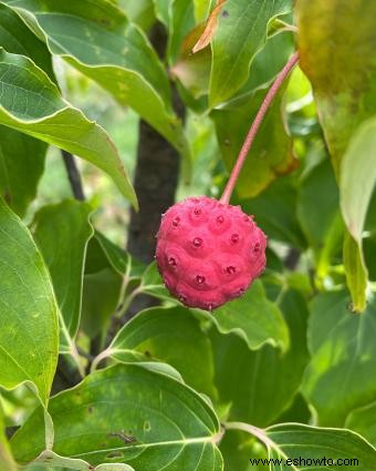 Introducción de un jardinero al Cornus Kousa