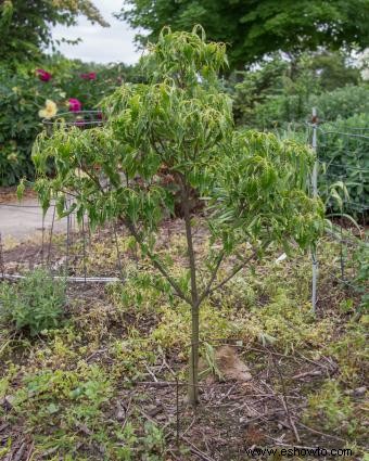 Introducción de un jardinero al Cornus Kousa