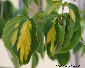 Introducción de un jardinero al Cornus Kousa