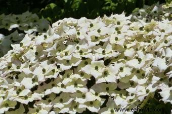 Introducción de un jardinero al Cornus Kousa