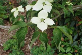 Introducción de un jardinero al Cornus Kousa