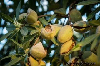 Almendros