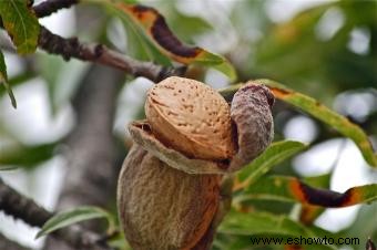 Almendros