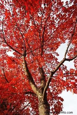 Árbol híbrido de arce resplandeciente de otoño