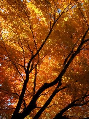 Árbol híbrido de arce resplandeciente de otoño