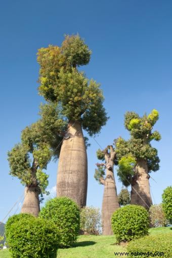 Árboles Baobab