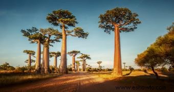 Árboles Baobab