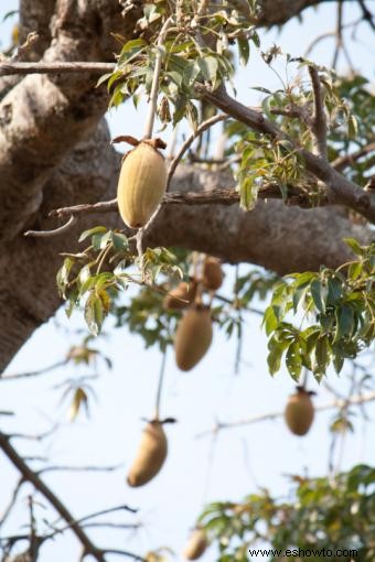Árboles Baobab