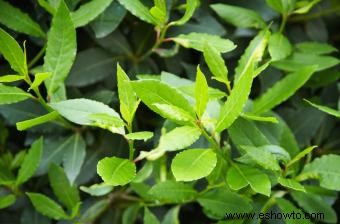 Árboles de laurel de bahía