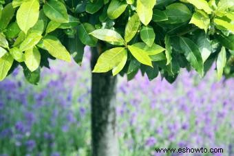 Árboles de laurel de bahía