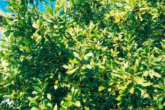 Árboles de laurel de bahía