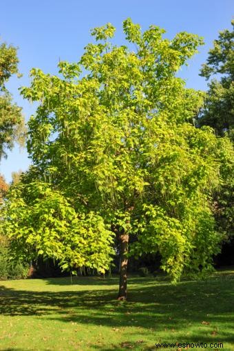 Árboles Catalpa