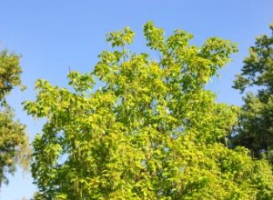 Árboles de Catalpa: Características, Cuidados y Ventajas en el Paisaje