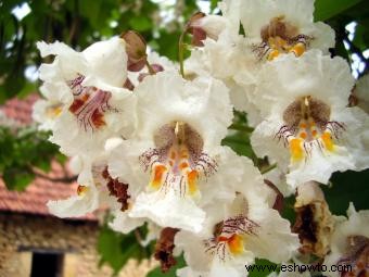 Árboles Catalpa