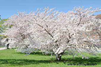 Árbol de flor de cerezo