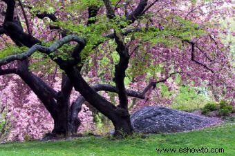 Árbol de flor de cerezo