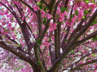 Árbol de flor de cerezo