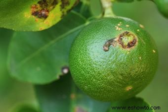 Cuidado de los árboles de cítricos