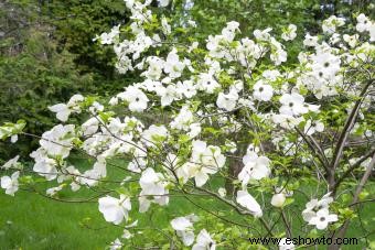 Tipos comunes de árboles con flores blancas