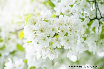 Tipos comunes de árboles con flores blancas