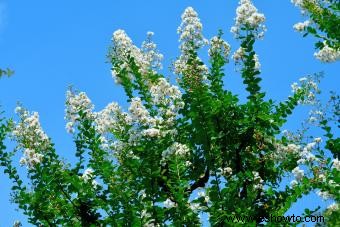 Tipos comunes de árboles con flores blancas