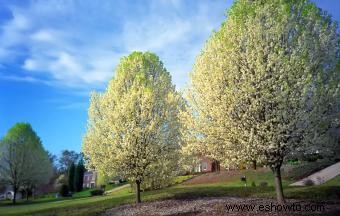 Tipos comunes de árboles con flores blancas