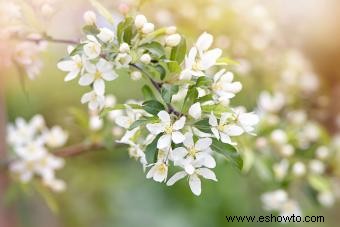 Tipos comunes de árboles con flores blancas