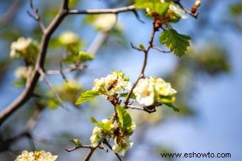 Tipos comunes de árboles con flores blancas