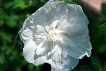 Tipos comunes de árboles con flores blancas