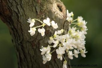 Tipos comunes de árboles con flores blancas