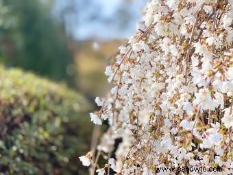 Tipos comunes de árboles con flores blancas