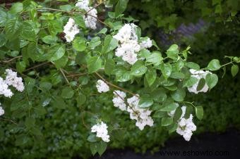 Tipos comunes de árboles con flores blancas