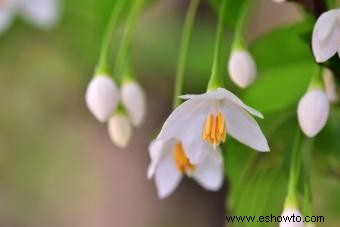 Tipos comunes de árboles con flores blancas