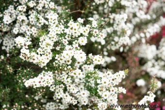 Tipos comunes de árboles con flores blancas