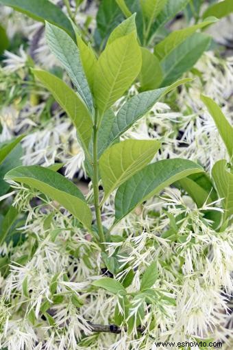 Tipos comunes de árboles con flores blancas