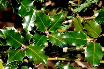 Plantas comunes con espinas