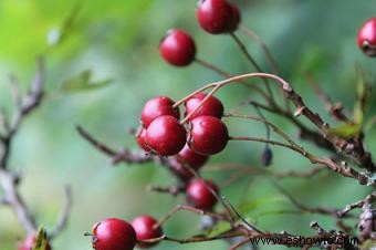 Plantas comunes con espinas