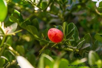 Plantas comunes con espinas