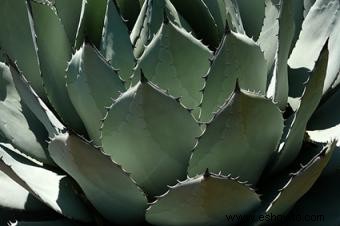 Plantas comunes con espinas