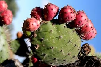 Plantas comunes con espinas